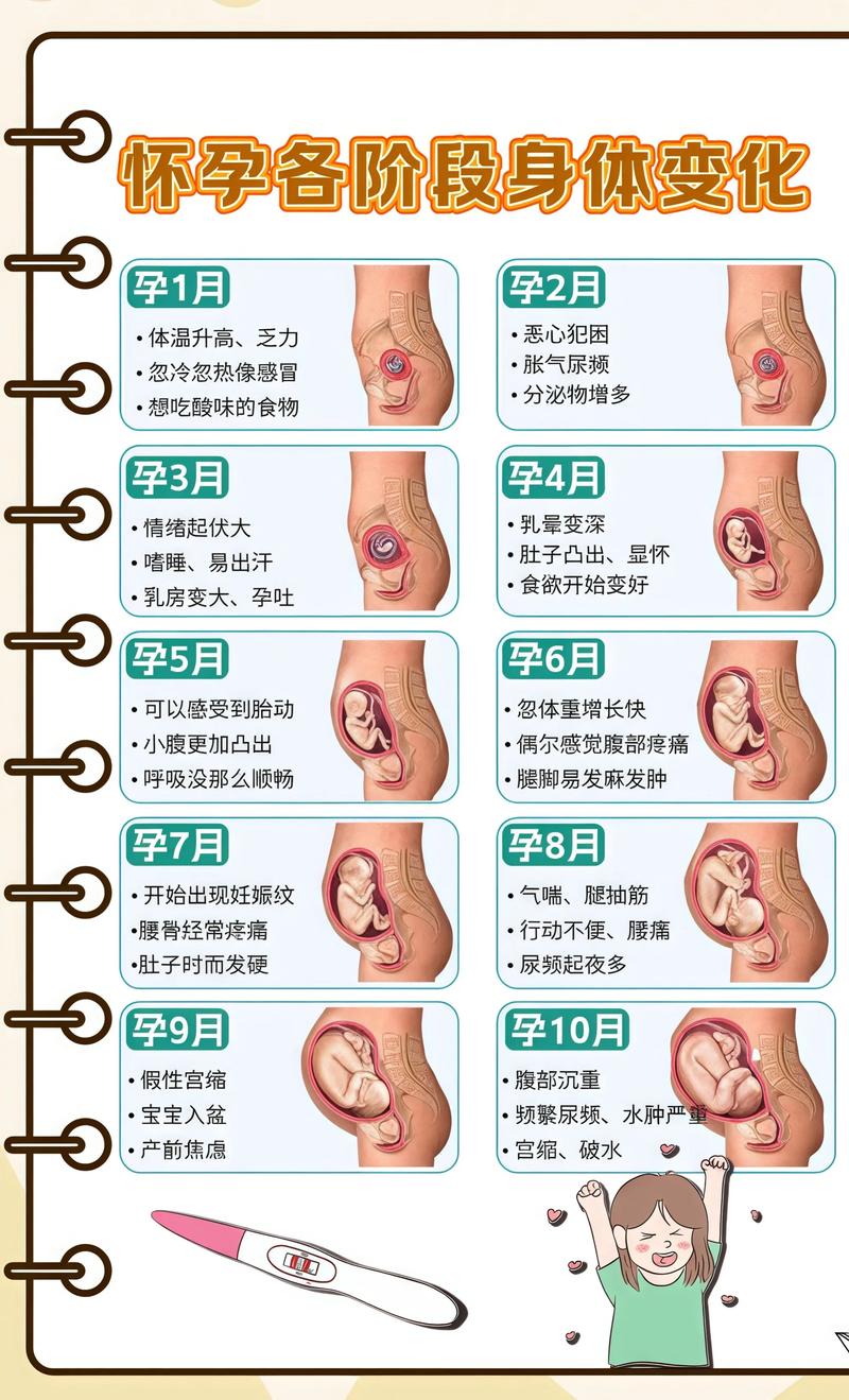 揭秘供卵代孕妈妈怀孕小腹分两节,孕期变化的奥秘白沙代生机构: